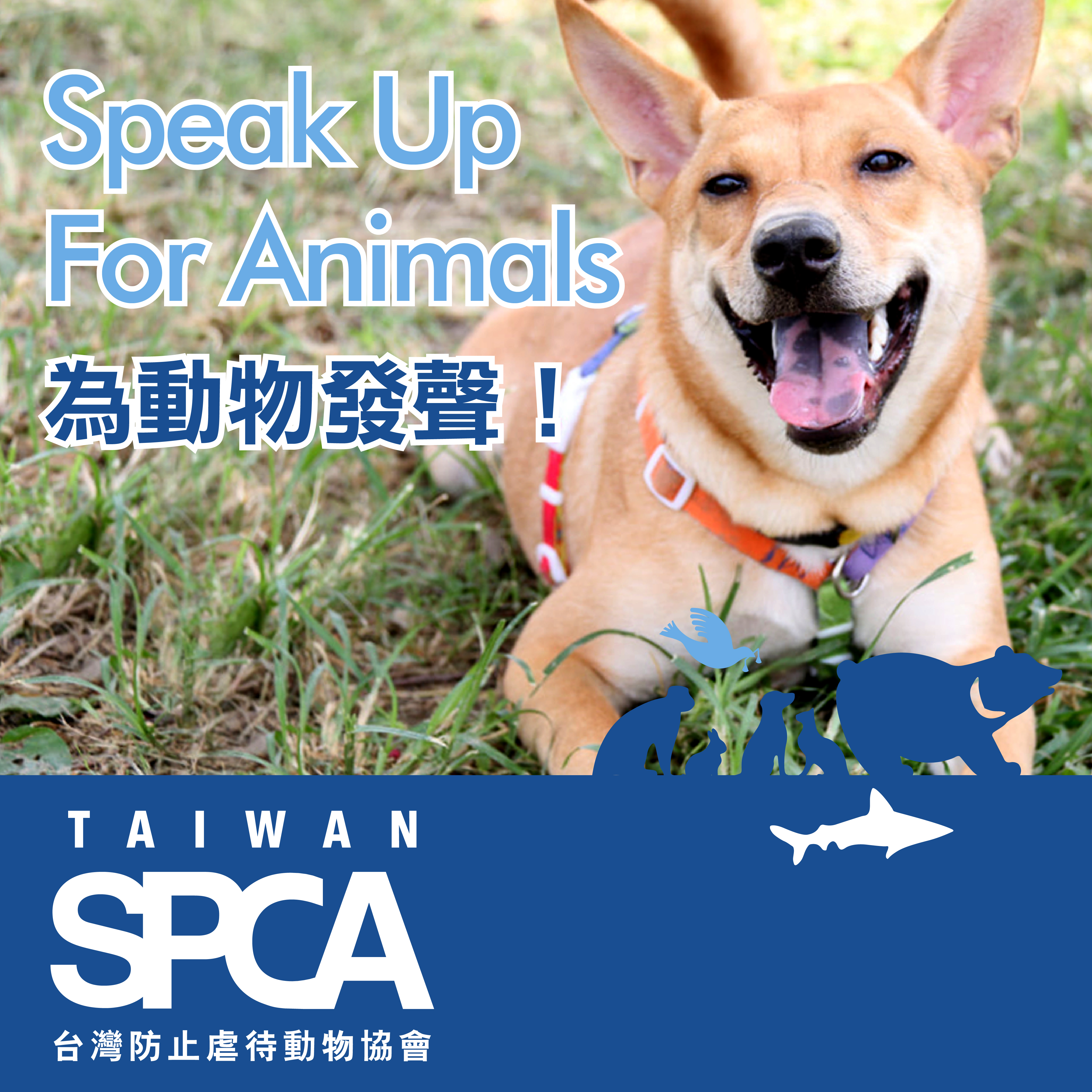 【社團法人台灣防止虐待動物協會】點點變愛心